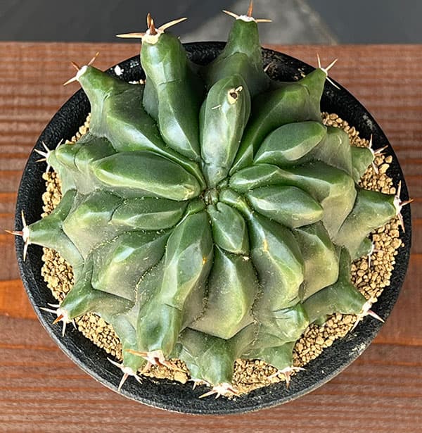 [ザ・ファームセレクト]フェロカクタス：短刺巨鷲玉（無刺実生株）　3.5号鉢植え25-03