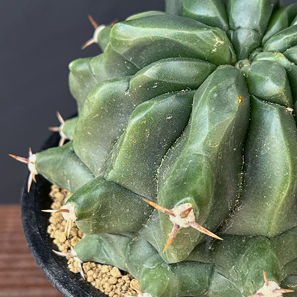 [ザ・ファームセレクト]フェロカクタス：短刺巨鷲玉（無刺実生株）　3.5号鉢植え25-03