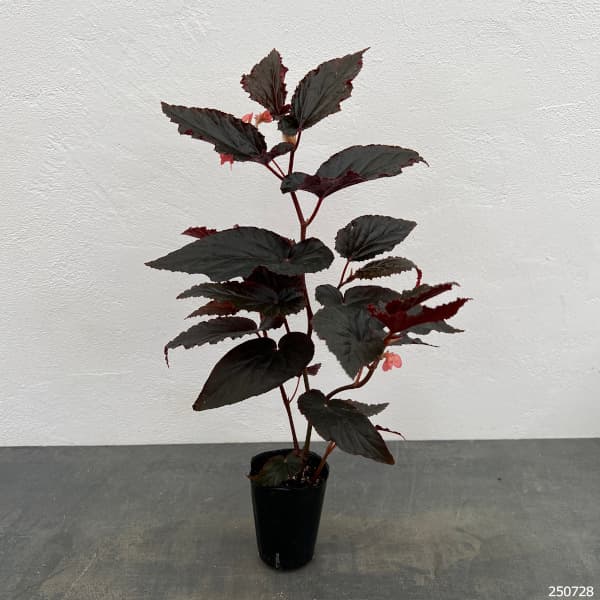 園芸ネット本店｜ベゴニア：ブラックドラゴン 2.5号ポット の通販【公式】