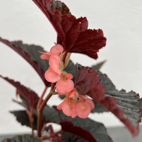 ベゴニア：ブラックドラゴン　2.5号ポット