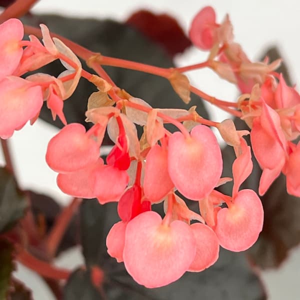 園芸ネット本店｜ベゴニア：ブラックドラゴン 2.5号ポット の通販【公式】