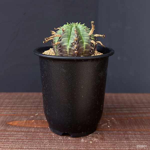 ユーフォルビア：スーパーバリダ（オス株）　3号鉢植え*