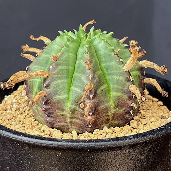 ユーフォルビア：スーパーバリダ（オス株）　3号鉢植え*