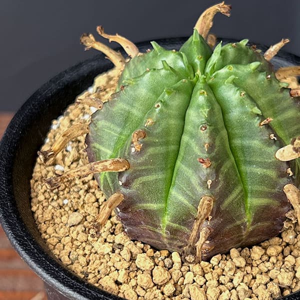 ユーフォルビア：スーパーバリダ（オス株）　3号鉢植え*