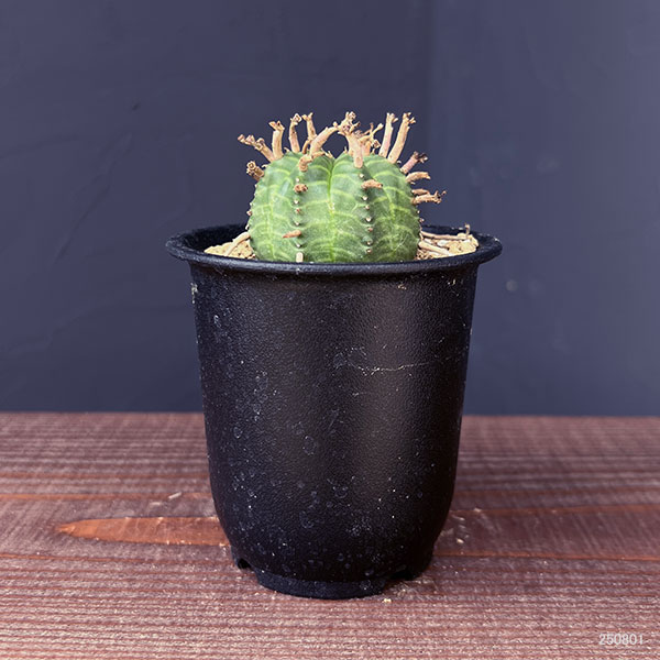 ユーフォルビア：スーパーバリダ（メス株）　3号鉢植え*