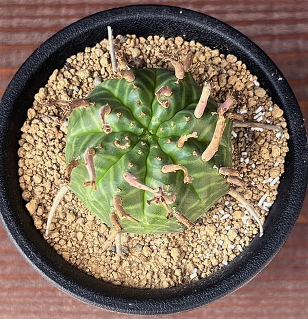 ユーフォルビア：スーパーバリダ（メス株）　3号鉢植え*
