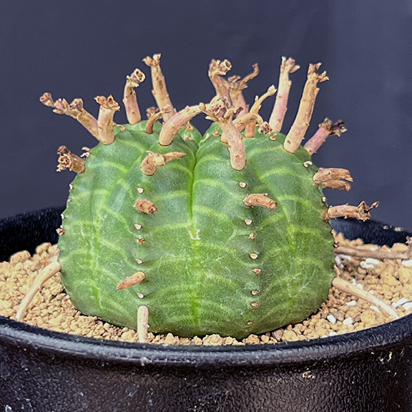 ユーフォルビア：スーパーバリダ（メス株）　3号鉢植え*