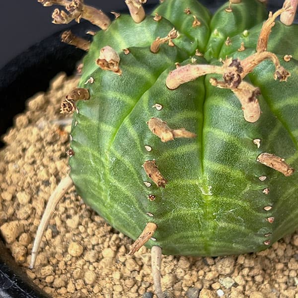 ユーフォルビア：スーパーバリダ（メス株）　3号鉢植え*