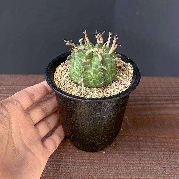 ユーフォルビア：スーパーバリダ（メス株）　3号鉢植え*