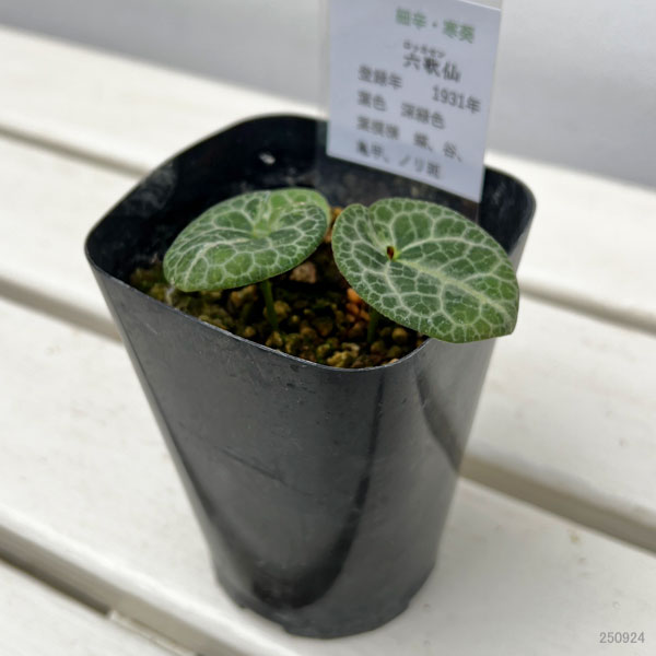 カンアオイ(寒葵):六歌仙(ロッカセン)3号ポット