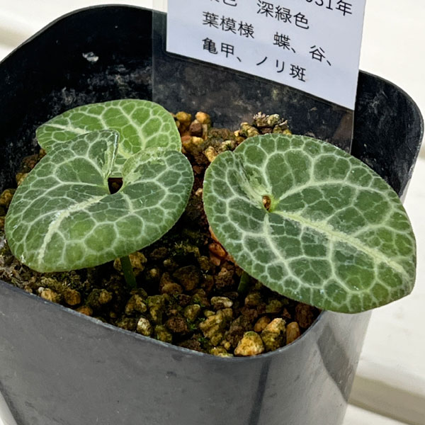 カンアオイ(寒葵):六歌仙(ロッカセン)3号ポット