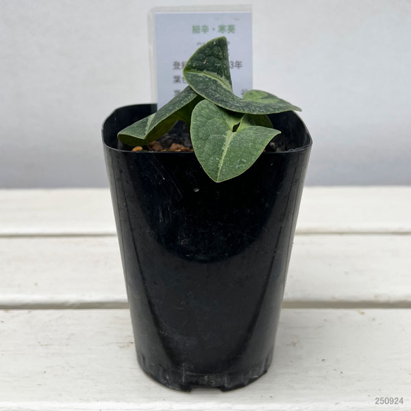 カンアオイ（寒葵）：白光竜（ハッコウリュウ）3号ポット