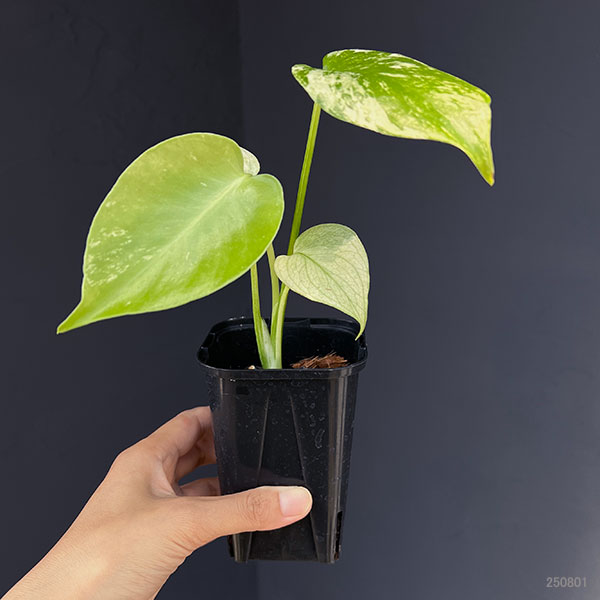 モンステラ:ホワイトモンスター 3号鉢植え