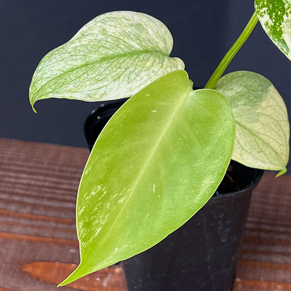 モンステラ:ホワイトモンスター 3号鉢植え