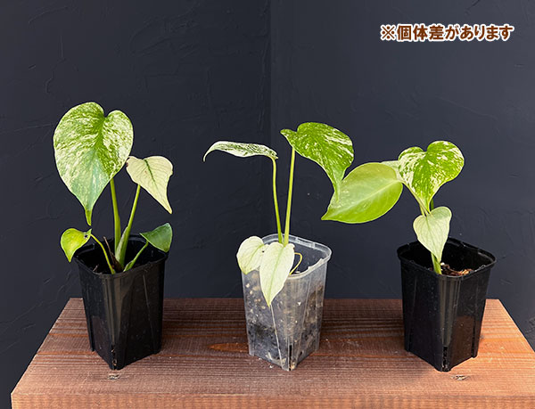 モンステラ:ホワイトモンスター 3号鉢植え