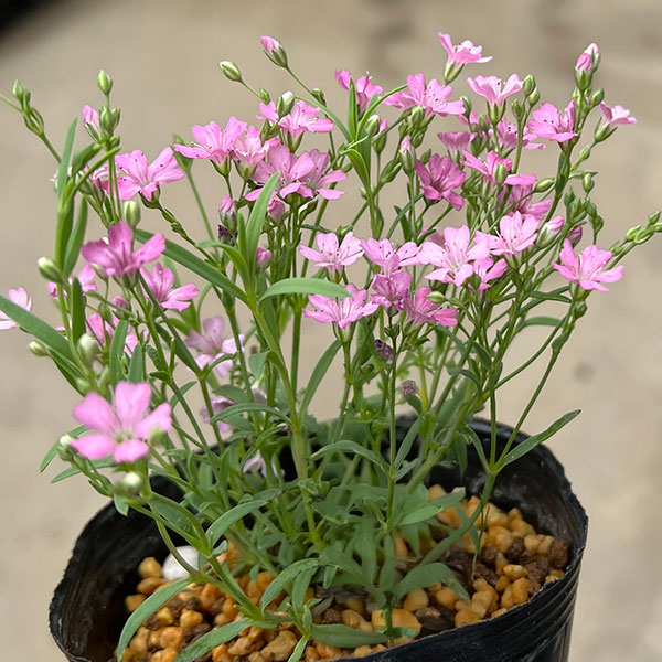 カスミソウ:姫岩カスミソウ3号ポット