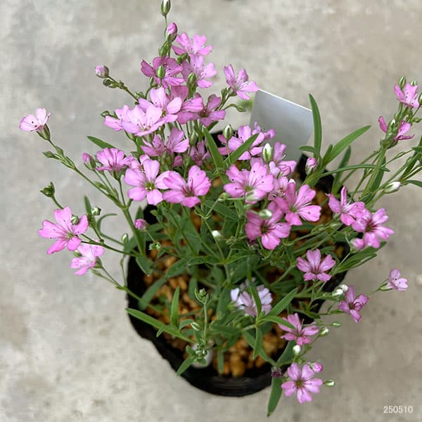 カスミソウ:姫岩カスミソウ3号ポット