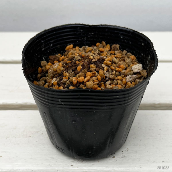 ユリ:マニフィーク 3.5号ポット