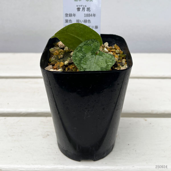 カンアオイ(寒葵):雪月花(セツゲッカ)3号ポット