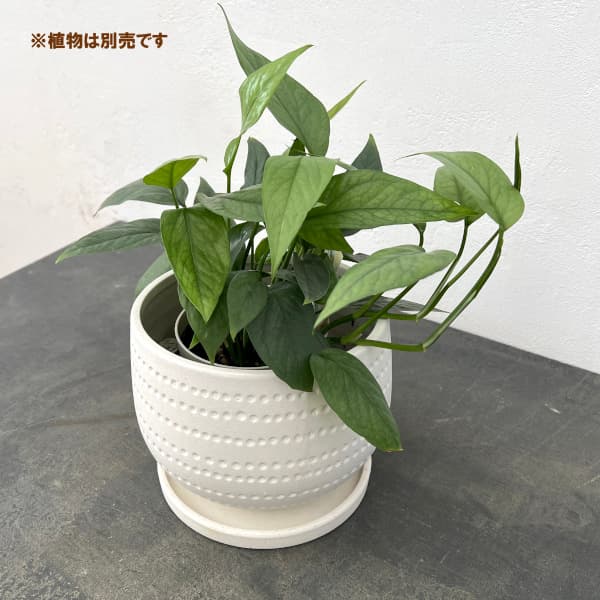 エスビューク シャロー ホワイト 18cm・皿付