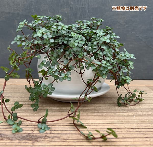 オスト シャローボール マットホワイト 13.5cm・皿付