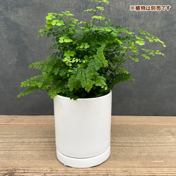 オスト シリンダー マットホワイト 12cm・皿付