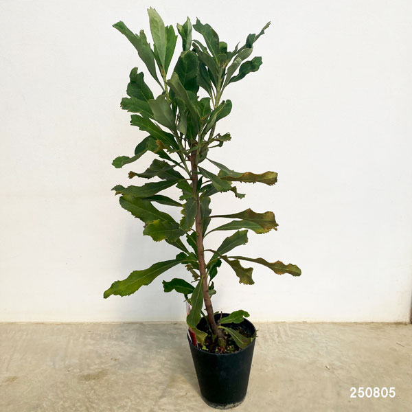 テロペア（テロピア）：エンチャンテッドドーン　5号鉢植え