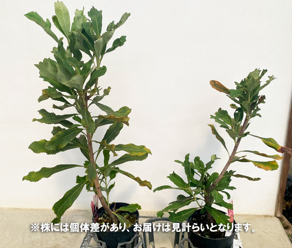 テロペア（テロピア）：エンチャンテッドドーン　5号鉢植え