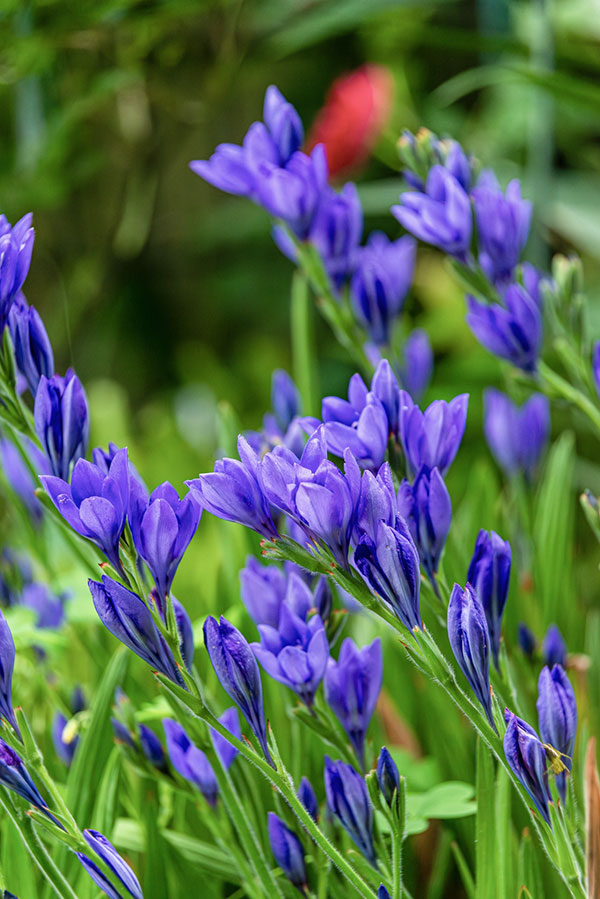 バビアナ　パープル系　4.5号鉢植え