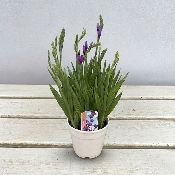 バビアナ　パープル系　4.5号鉢植え