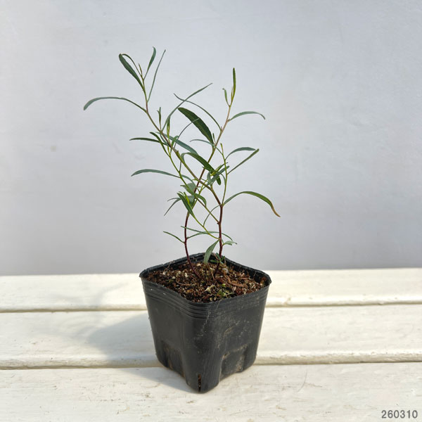 ユーカリ：スパスラータ（スワンプマレット）3号ポット