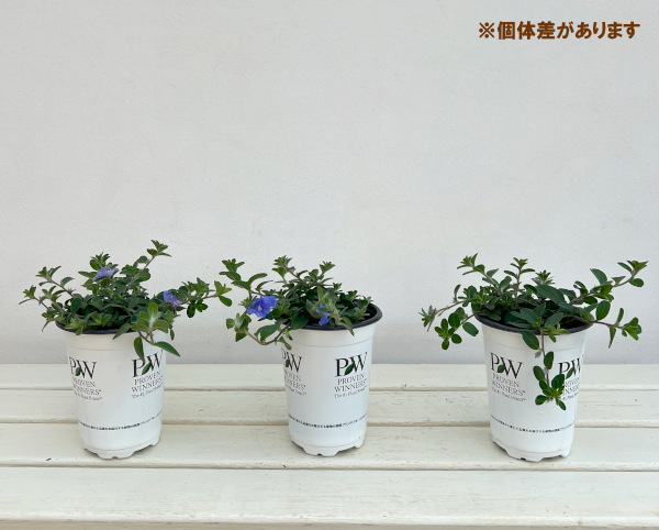 エボルブルス:ブルーラグーン11cmトールポット*