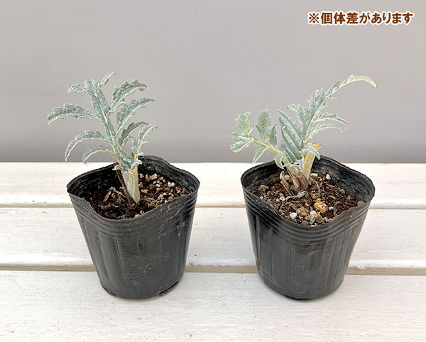 アーティチョーク：カルドン3号ポット