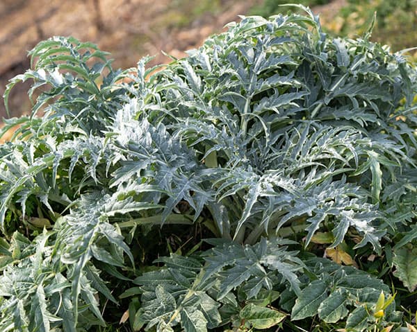 アーティチョーク：カルドン3号ポット