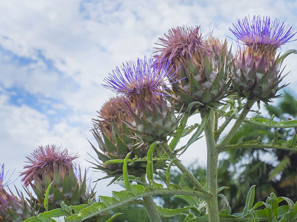 アーティチョーク：カルドン3号ポット