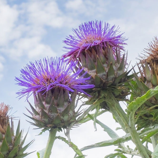 アーティチョーク：カルドン3号ポット