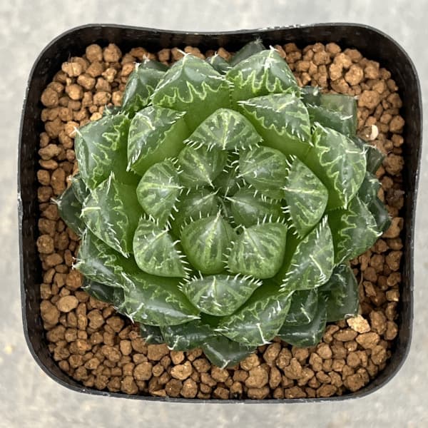 ハオルチア:ピクツラータ 2.5号鉢植え