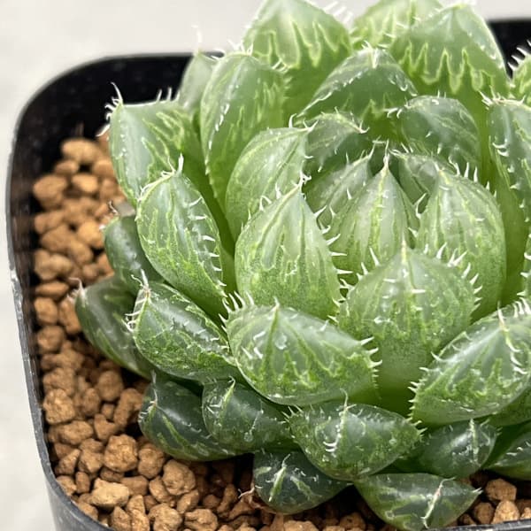 ハオルチア:ピクツラータ 2.5号鉢植え
