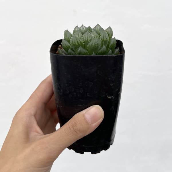 ハオルチア:ピクツラータ 2.5号鉢植え
