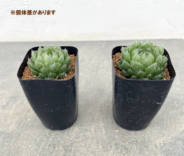 ハオルチア:ピクツラータ 2.5号鉢植え
