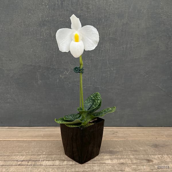 パフィオペディルム:デレナティー原種アルバ 3号鉢植え