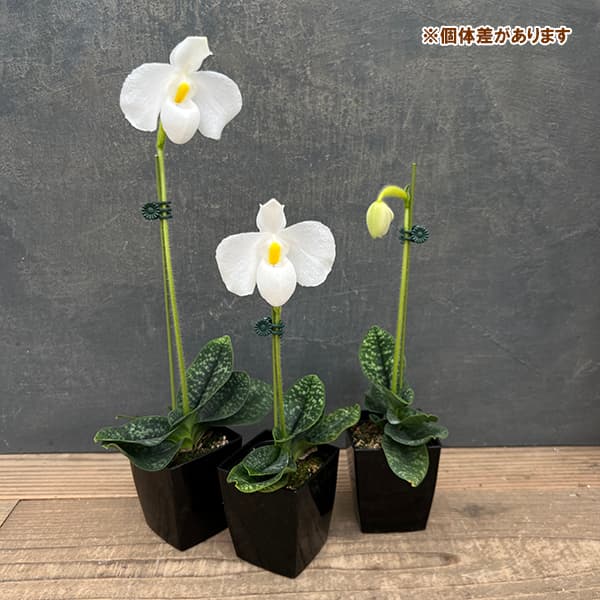 パフィオペディルム:デレナティー原種アルバ 3号鉢植え