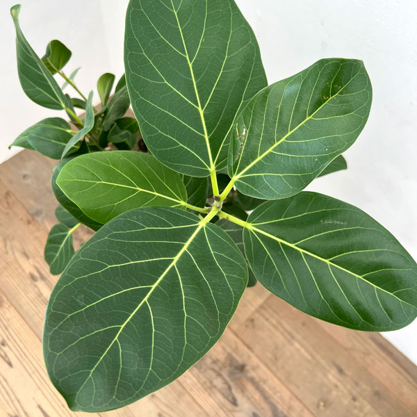 園芸ネット本店｜フィカス：ベンガレンシス 7号25-01 の通販【公式】