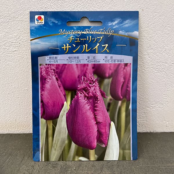 チューリップ：サンルイス　4球入り（FL）