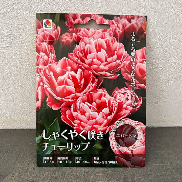 (わけあり特価)チューリップ(八重咲き):エバートン2球入り