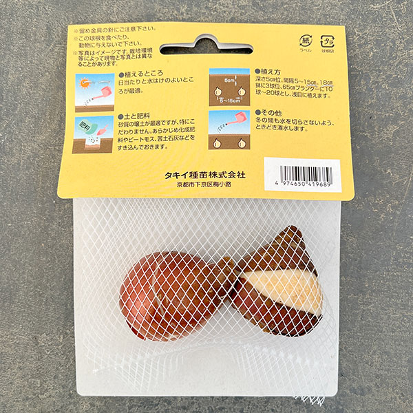 (わけあり特価)チューリップ(八重咲き):エバートン2球入り