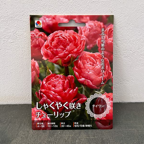 (わけあり特価)チューリップ(八重咲き):タイワン 2球入り