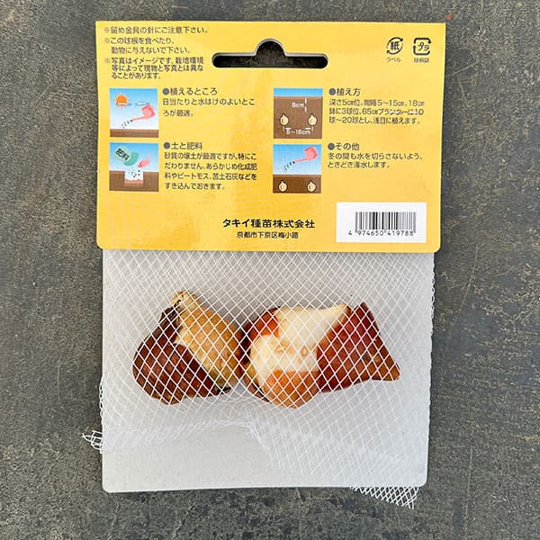 (わけあり特価)チューリップ(八重咲き):タイワン 2球入り