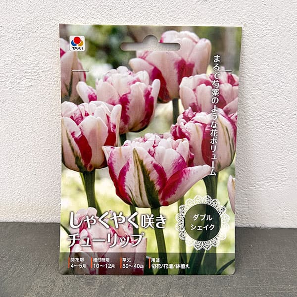 (わけあり特価)チューリップ(八重咲き):ダブルシェイク 2球入り