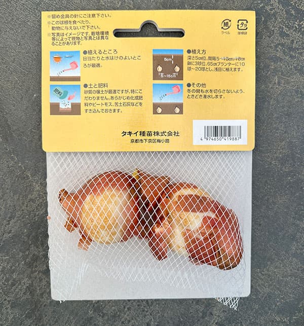 (わけあり特価)チューリップ(八重咲き):ダブルシェイク 2球入り